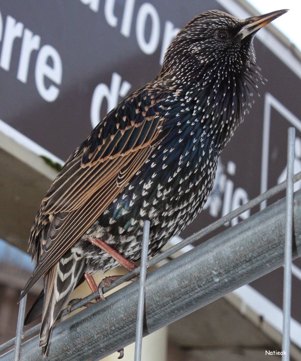 Trocadéro L'étourneau sansonnet