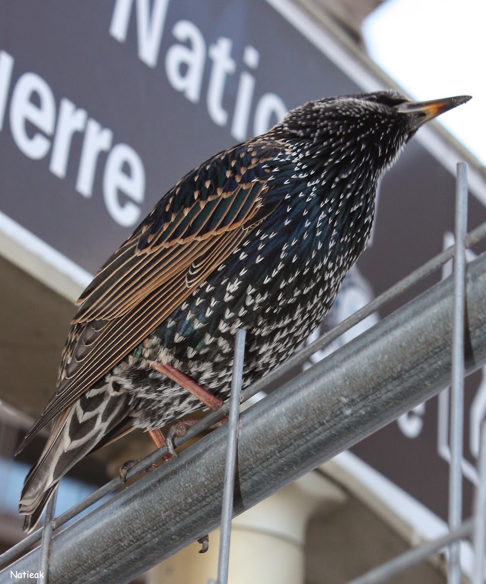 Trocadéro L'étourneau sansonnet