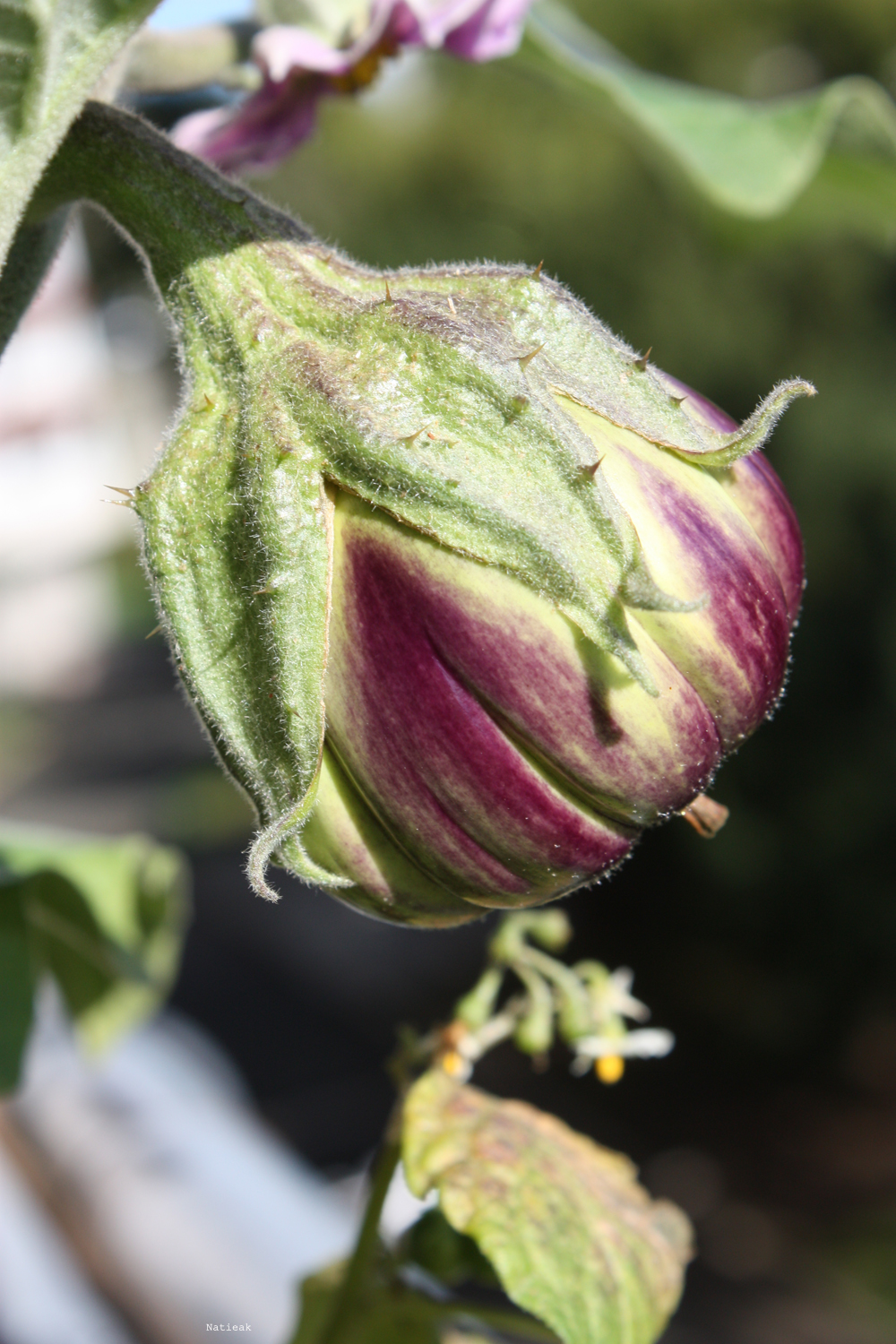 aubergine du balcon