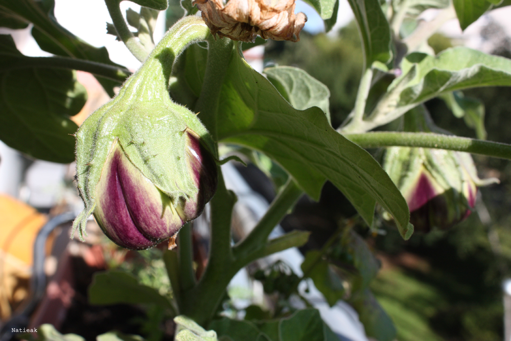 aubergine du balcon 