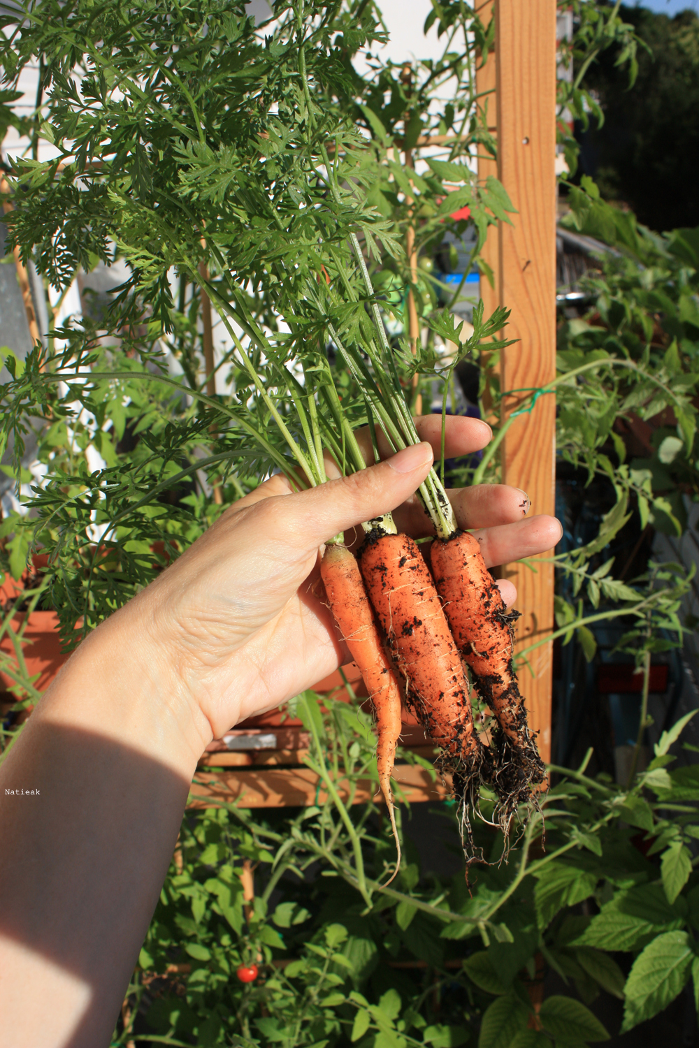carotte du balcon
