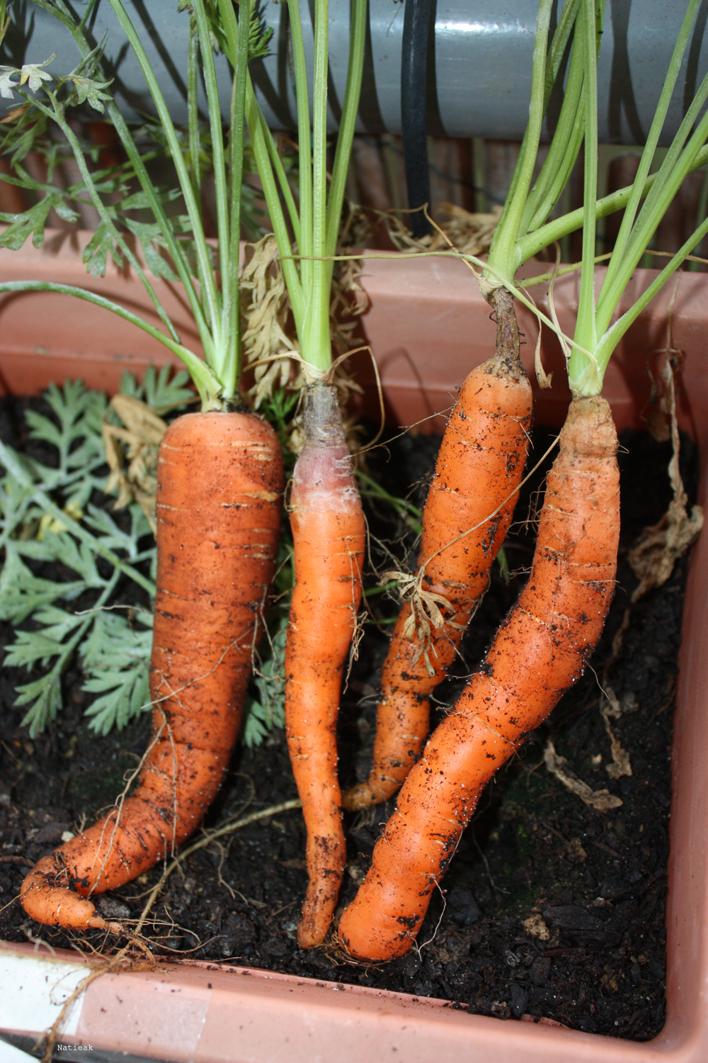 carotte du balcon