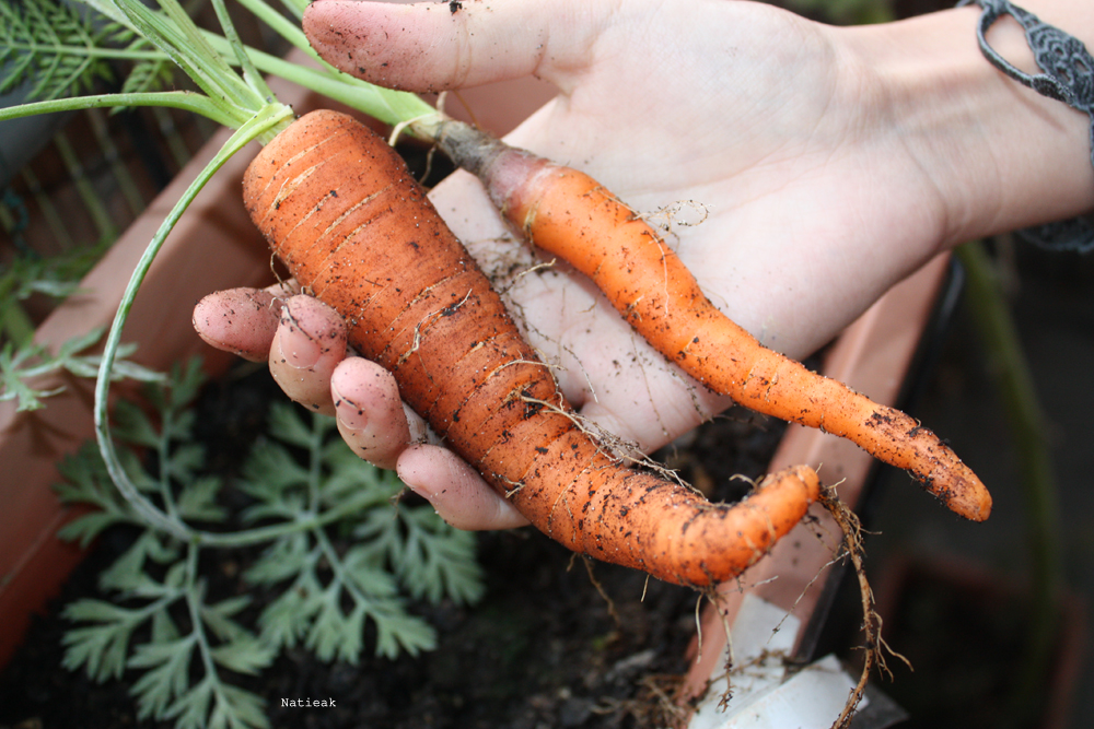 carotte du balcon