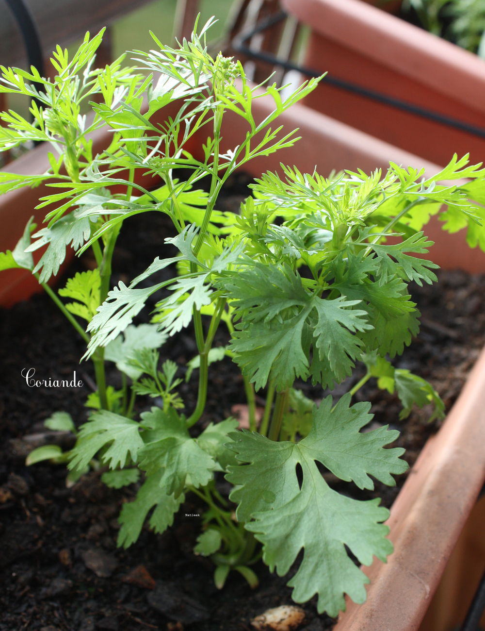 coriande