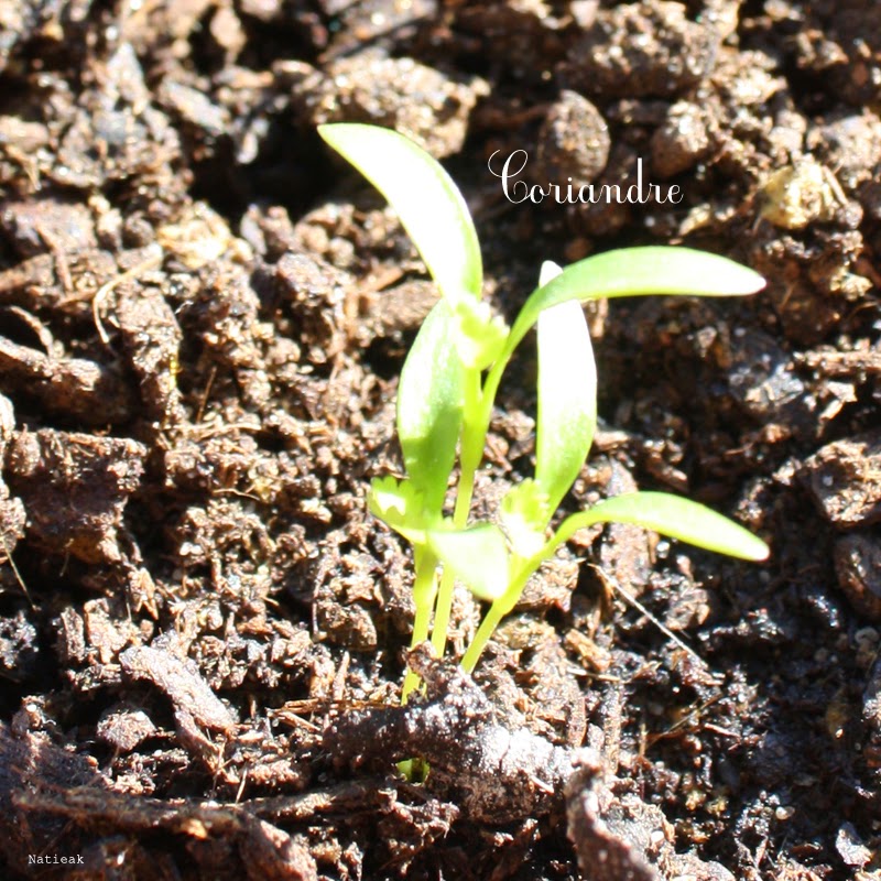 coriande
