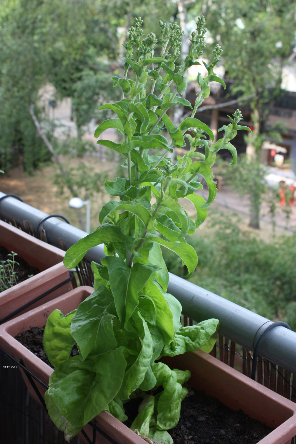 salade montée en graine