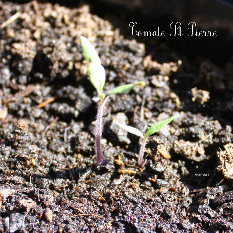 Jardinage Rustica Balcon