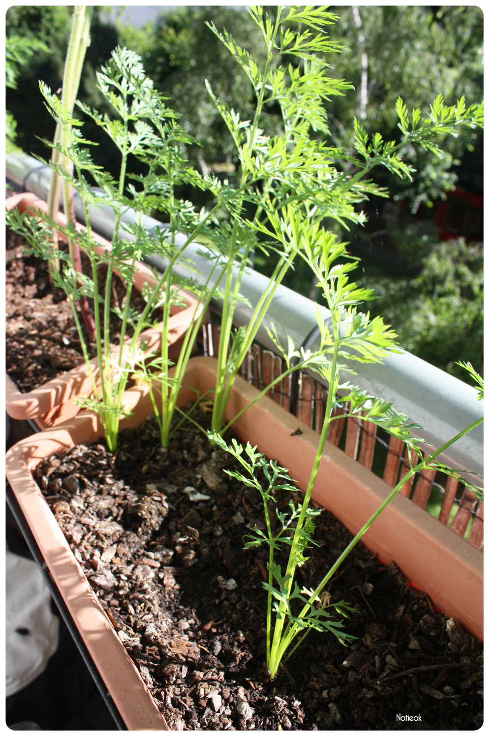 carottes du balcon