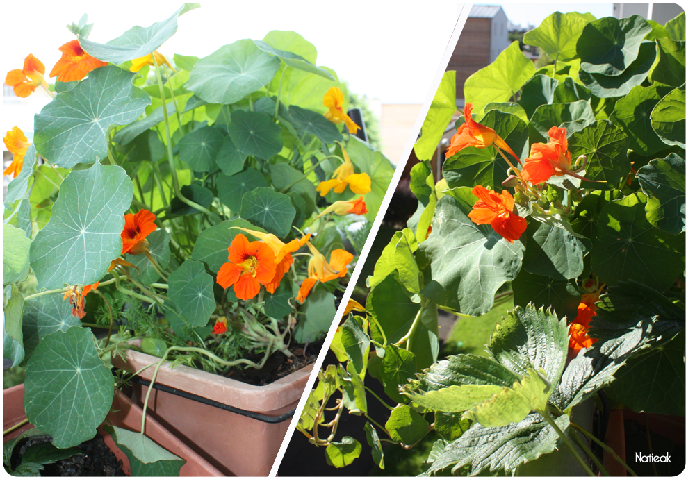 différentes variétés de fleurs de balcon avec le coffret Radis et capucine