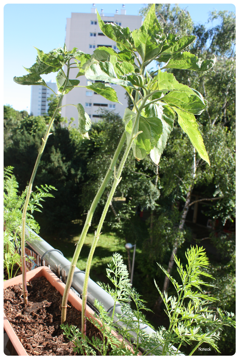 courgettes du balcon