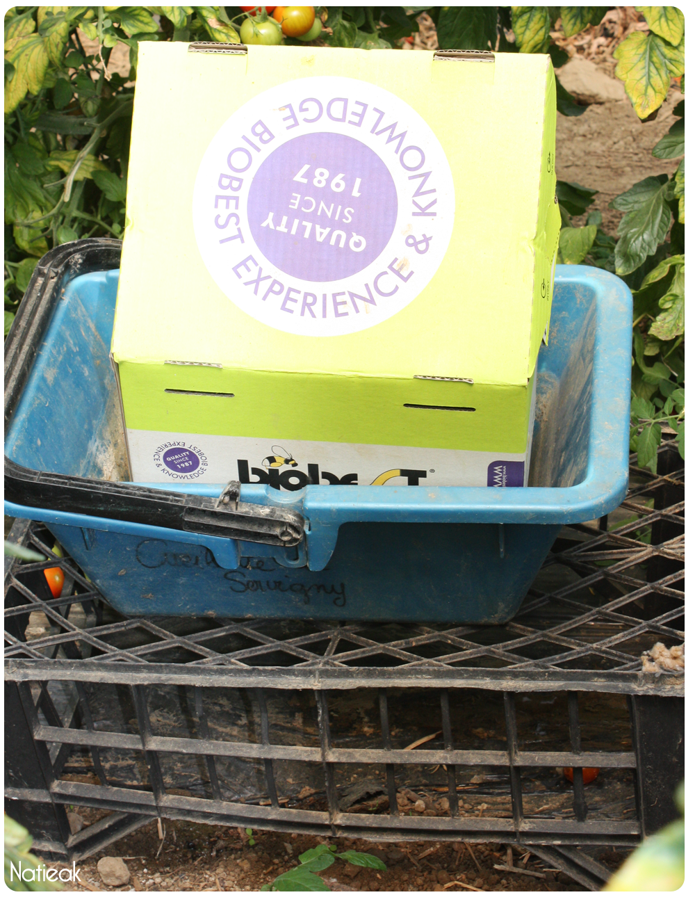 pollinisation par les bourdons de la ferme de Servigny