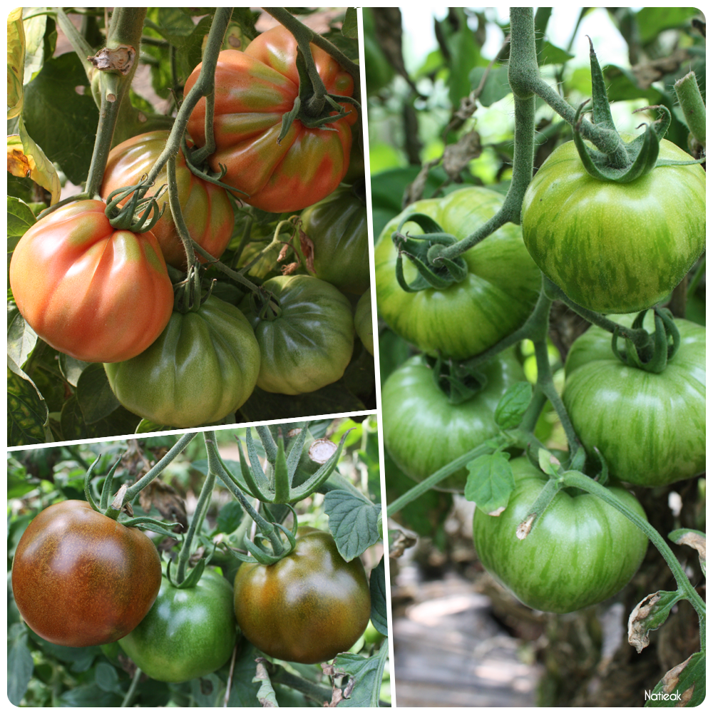 variétés de tomates de la ferme de Servigny