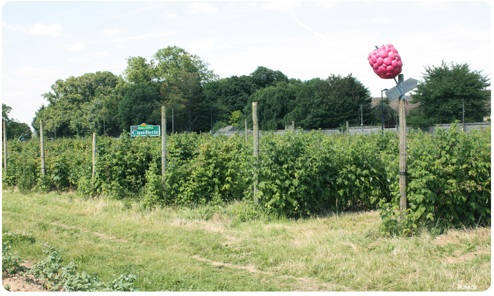 framboisiers de la ferme de Servigny