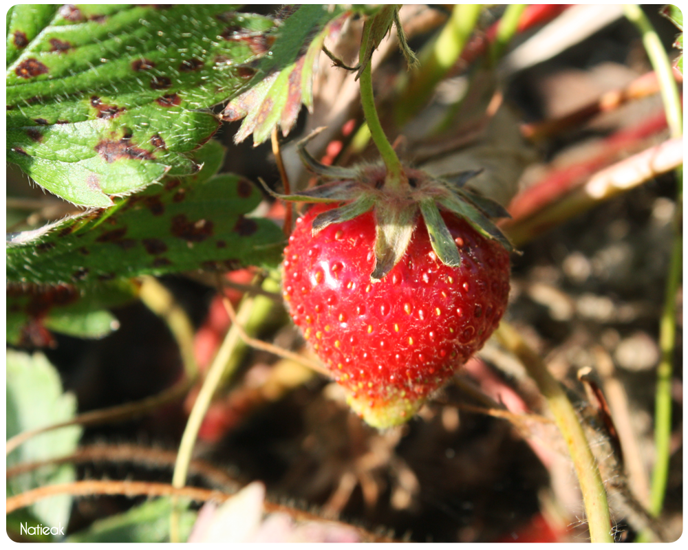 les envies de fraise