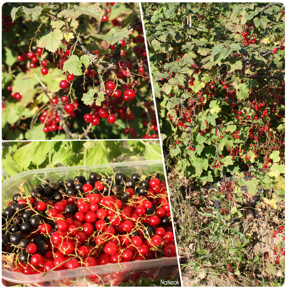 groseilles de la ferme de Servigny