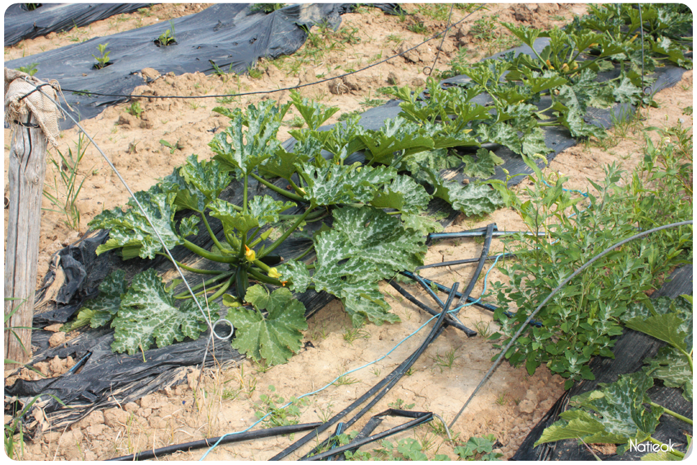Paillage biodégradable sur cette culture de courgettes de Servigny