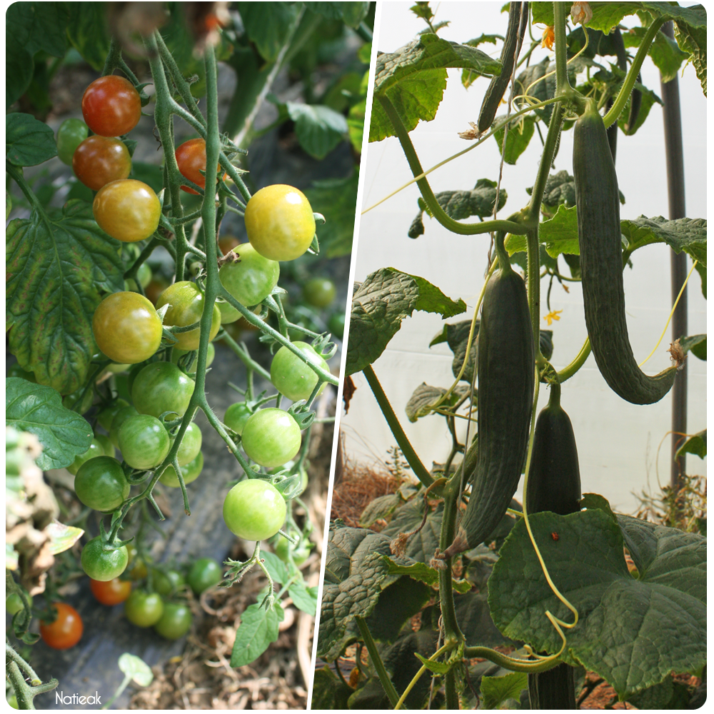 tomates cerise et concombres de la ferme de Servigny