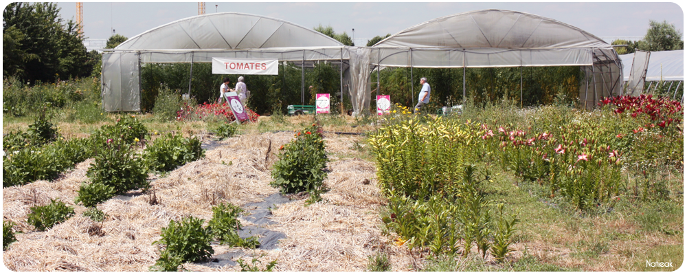 serre de tomates de la ferme de Servigny