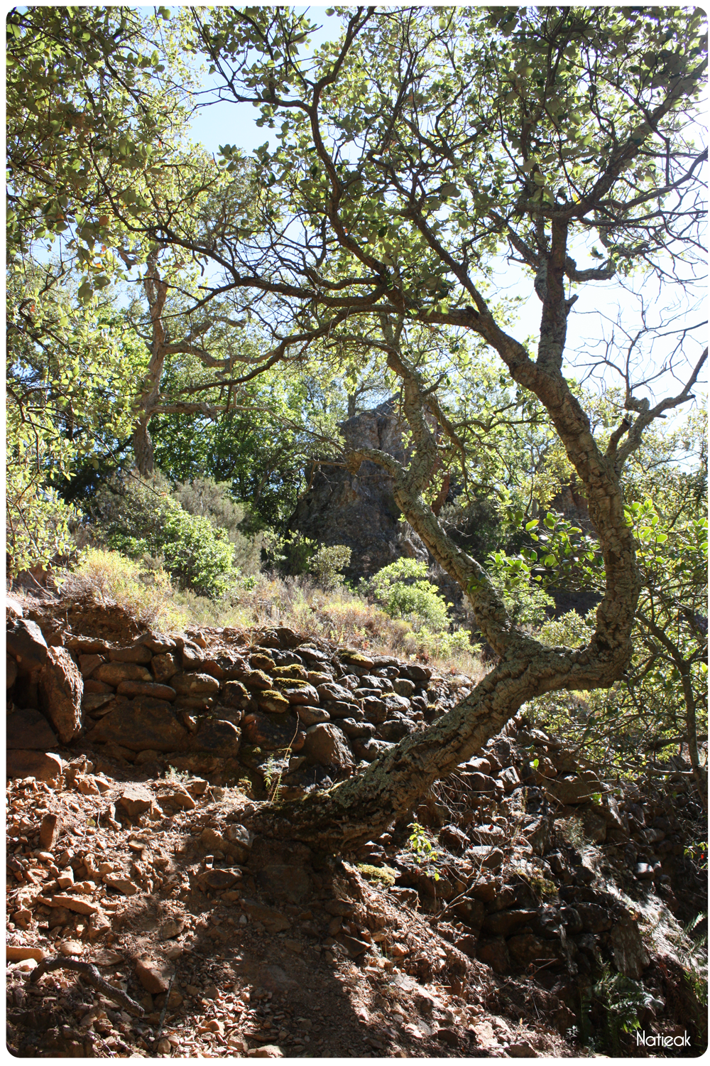 Chêne liège dans le Massif d'Esterel
