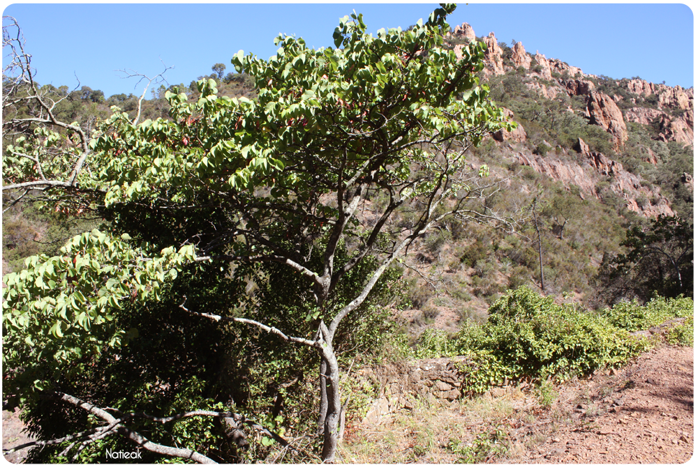 arbre de Judée dans le Massif d'Esterel