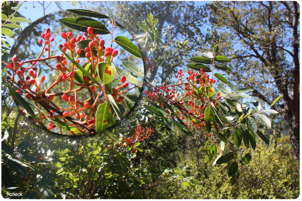 arbre de térébenthine dans le Massif d'Esterel