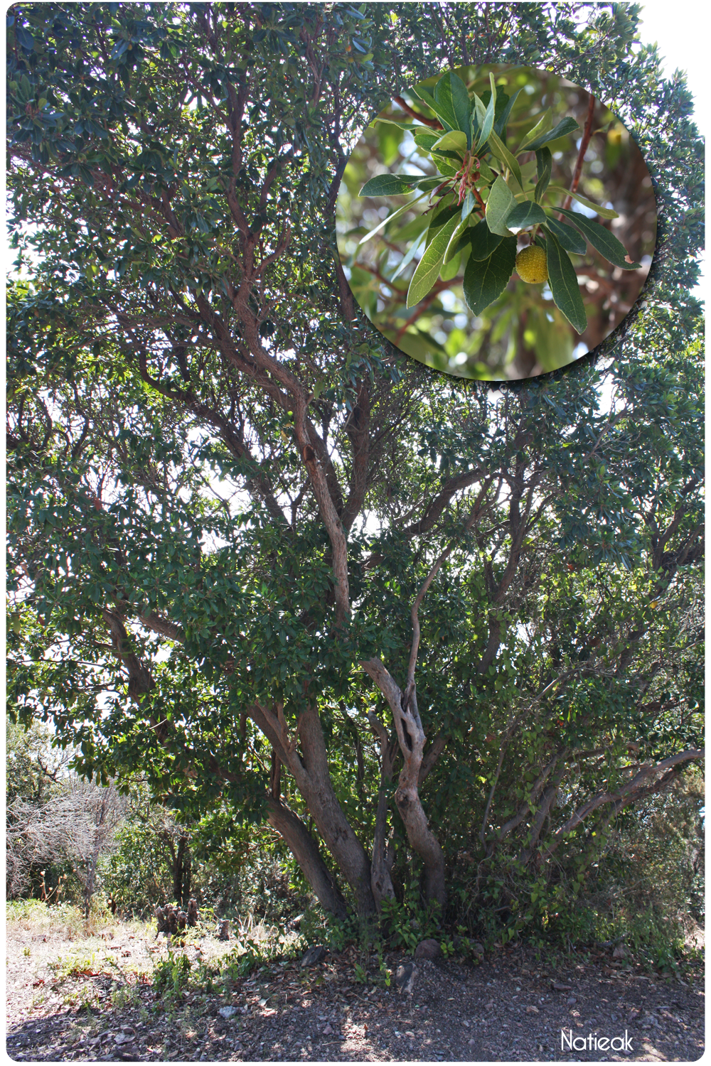 Arbousier sur le sentier du cap dramont