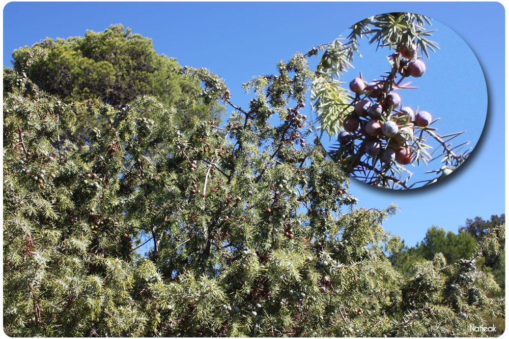 genévrier cade dans le ravin de Mal Infernet 