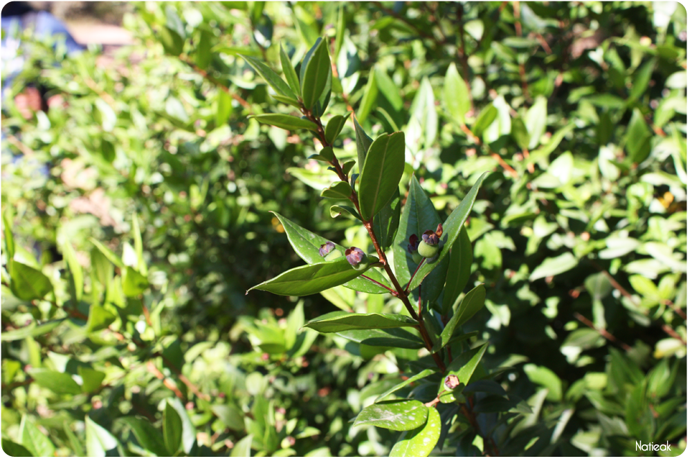 myrte dans le ravin de Mal Infernet 