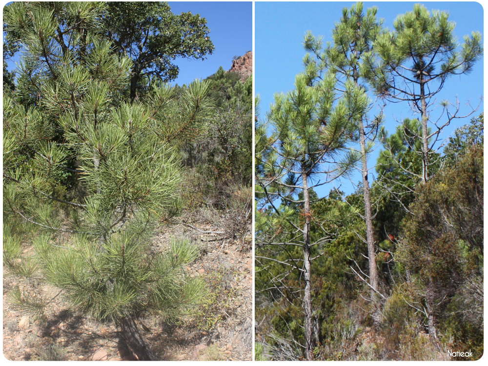 Pin maritine et d'Alep ravin de Mal Infernet 