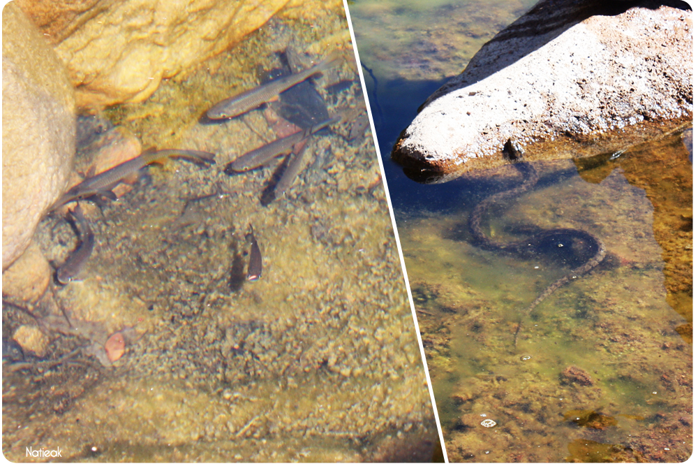 poissons et couleuvre de la rivière du ravin de Mal Infernet