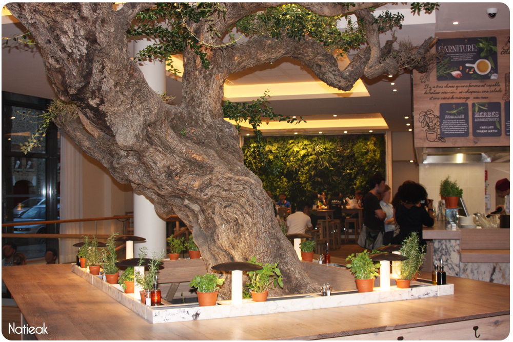 olivier multi-centenaire du restaurant Vapiano de Bercy Village