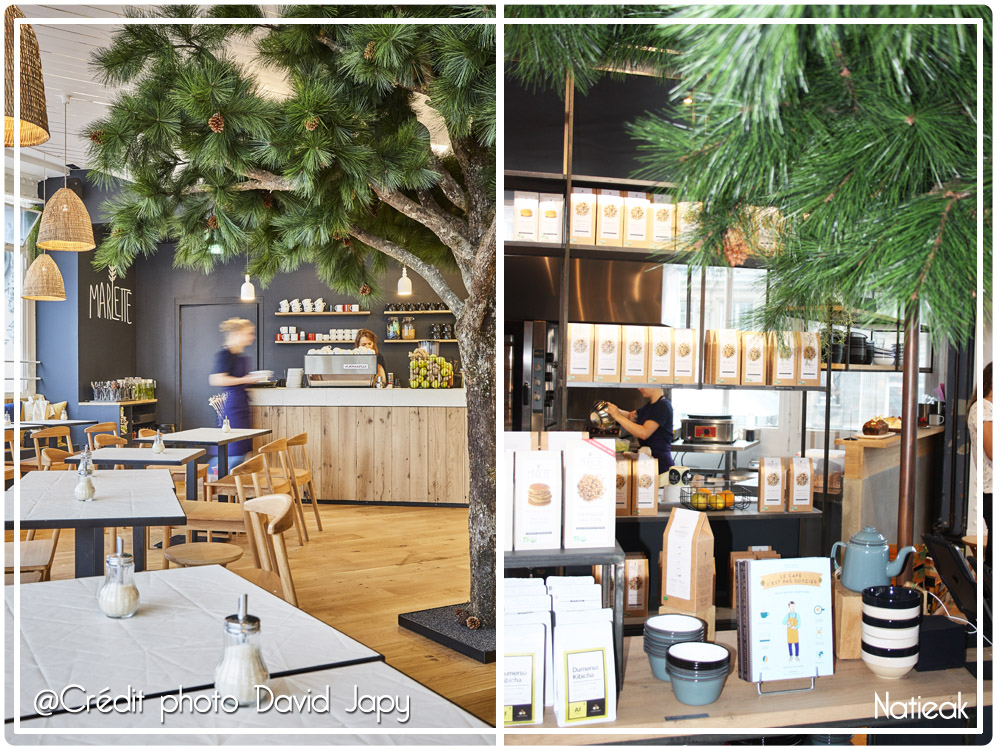 café boutique Marlette et le pin magestueux