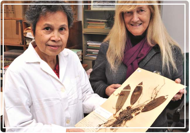 herbier Museum d'histoire naturelle Paris