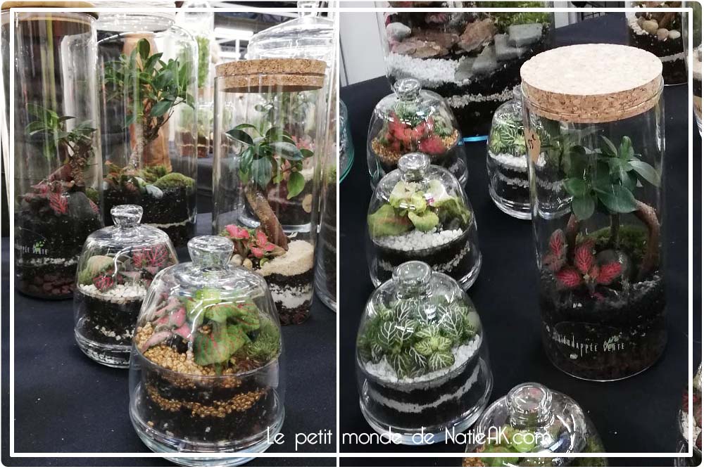 terrarium plante achat