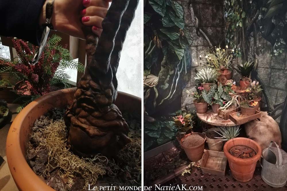 Cours de botanique Mandragore (Expo Harry Potter Paris 2023)