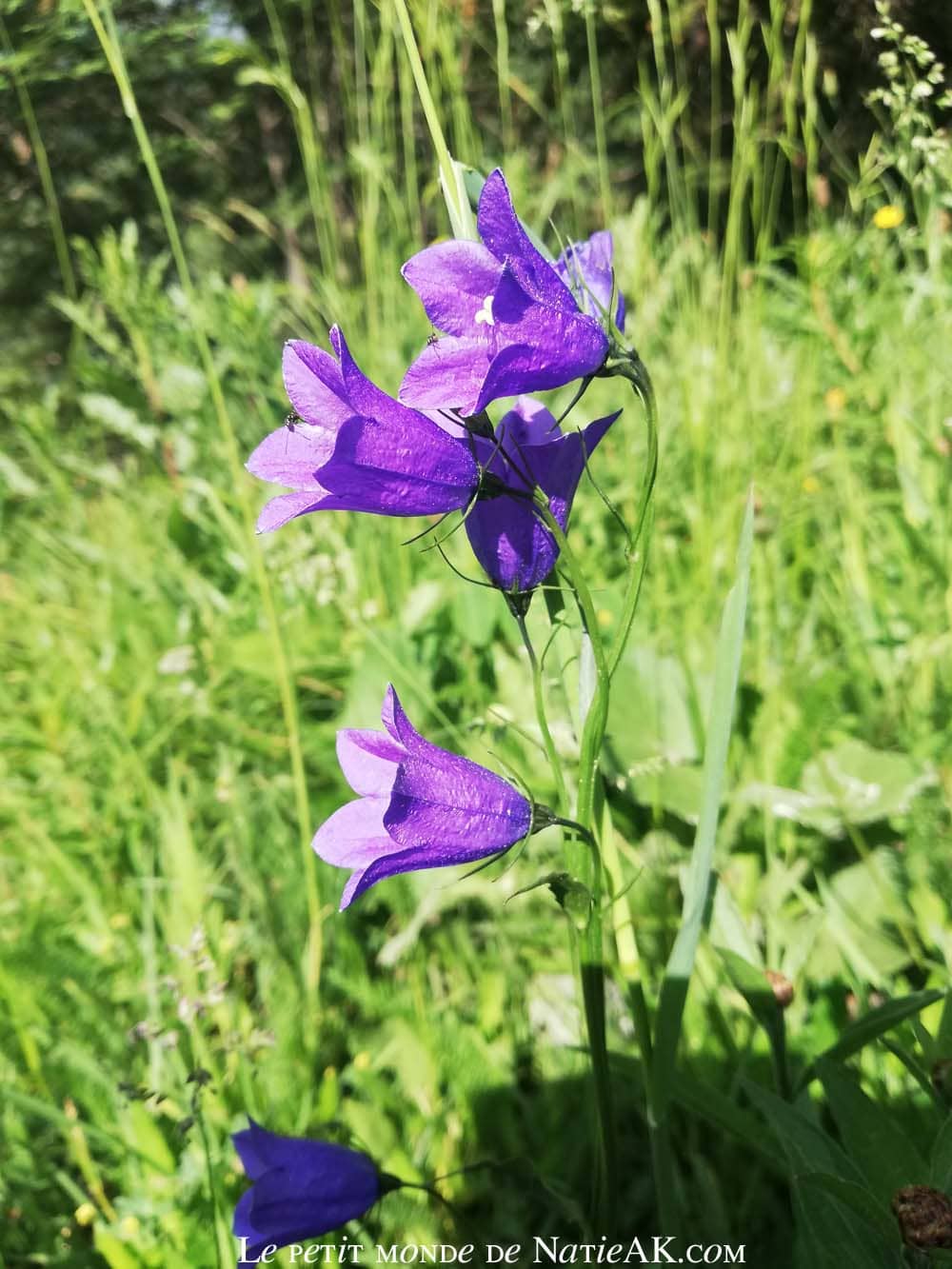 Faune et flore du massif de la Vanoise Campanule à feuilles de losange