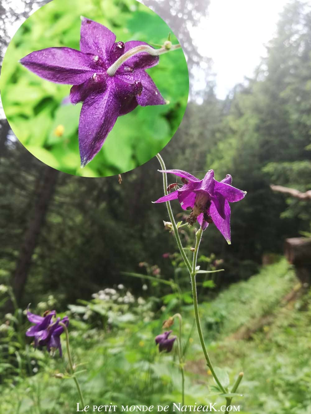 ancoline noirâtre Parc national de la vaoise