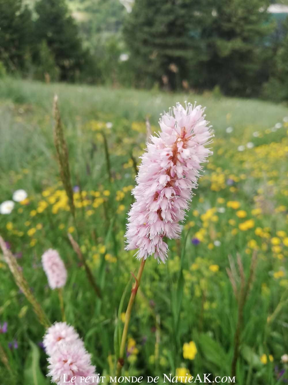 Renouée bistorte, Savoie