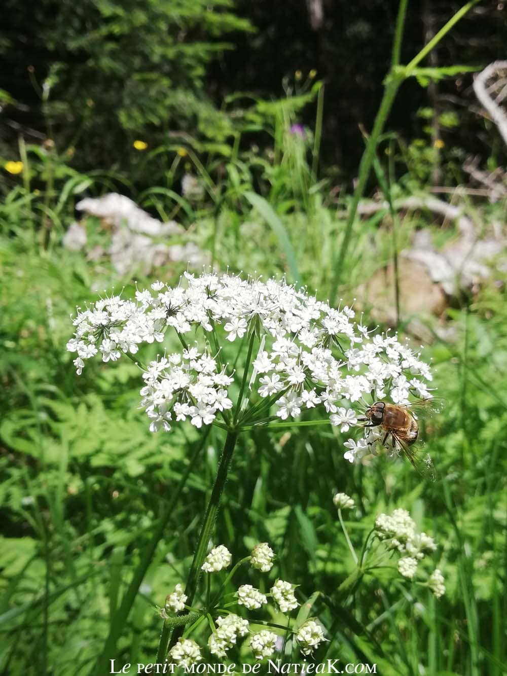 cerfeuil hirsute avec abeille , savoie