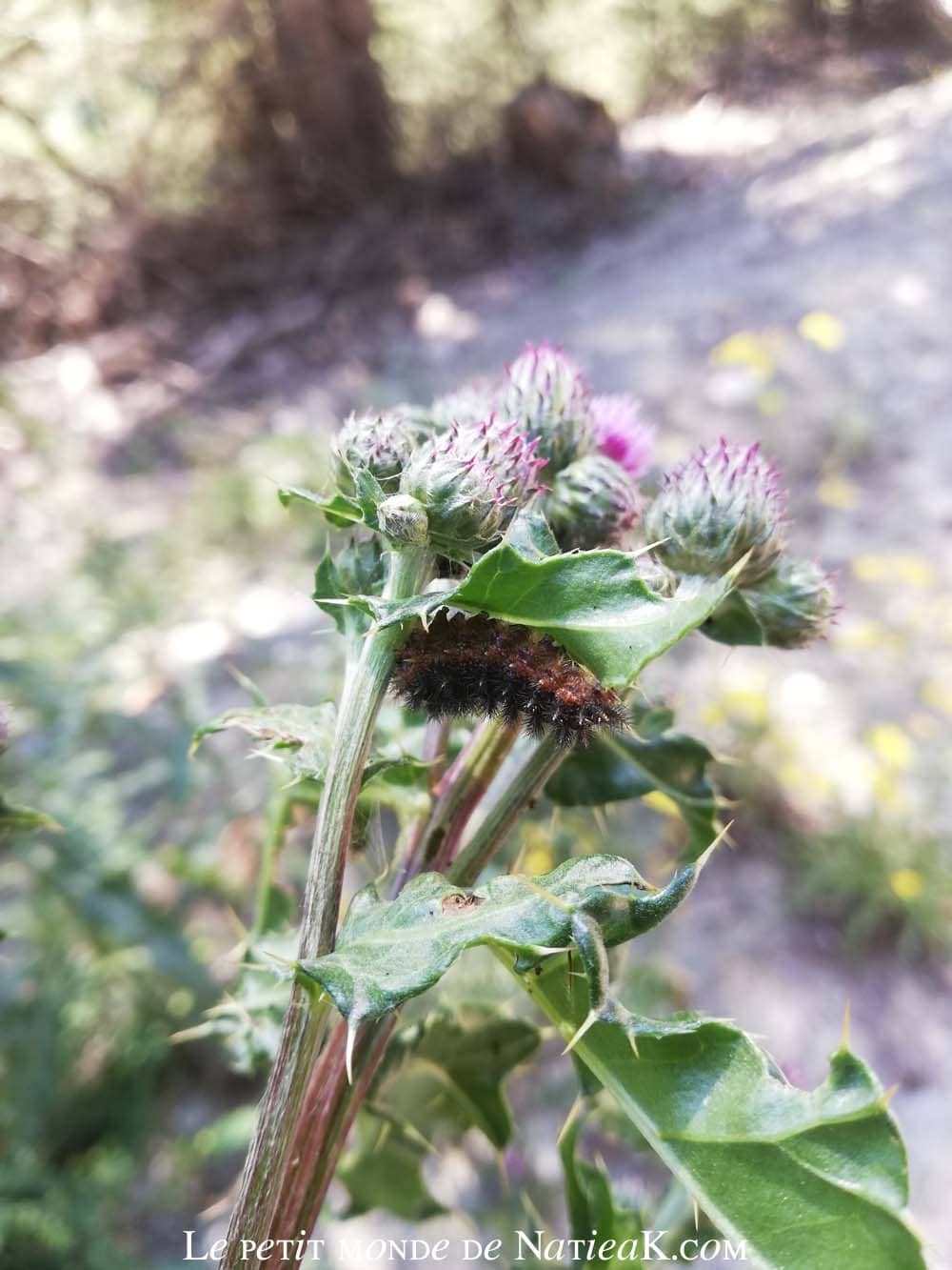 Faune et flore du massif de la Vanoise chenille sur chardon en Savoie
