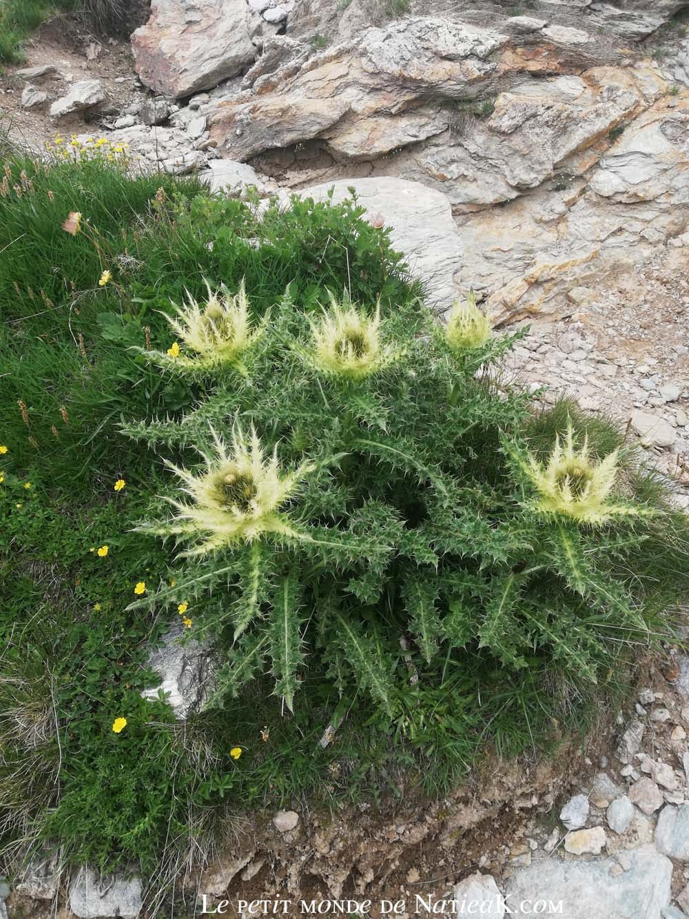 Faune et flore du massif de la Vanoise Le cirse épineux parc national de la Vanoise