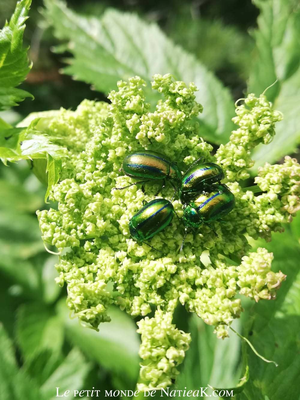 Faune et flore du massif de la Vanoise coléoptères vert métallisé , Vanoise, Savoie