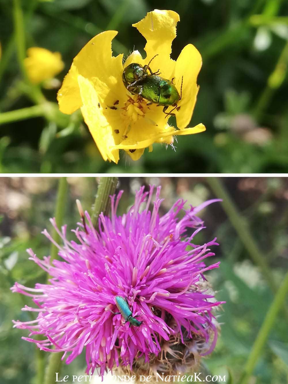 coléoptère sur fleurs jaunes