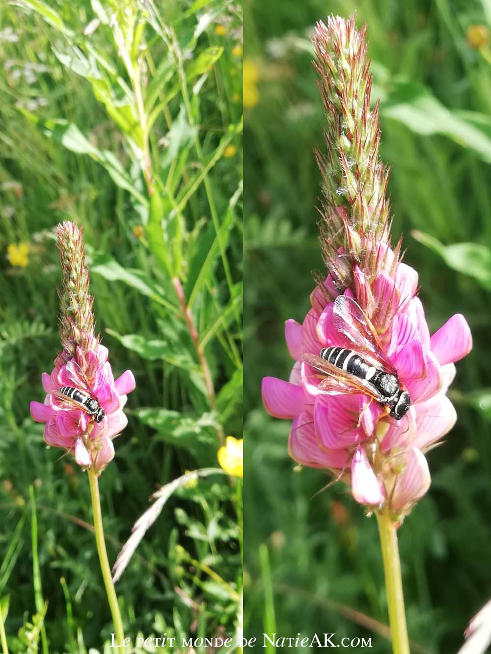 L'Esparcette fleur rosée (anciennement nommée Sainfoin)