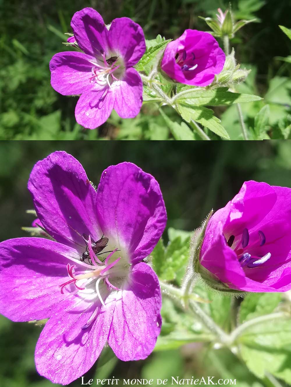 géraniums des bois , Sardières