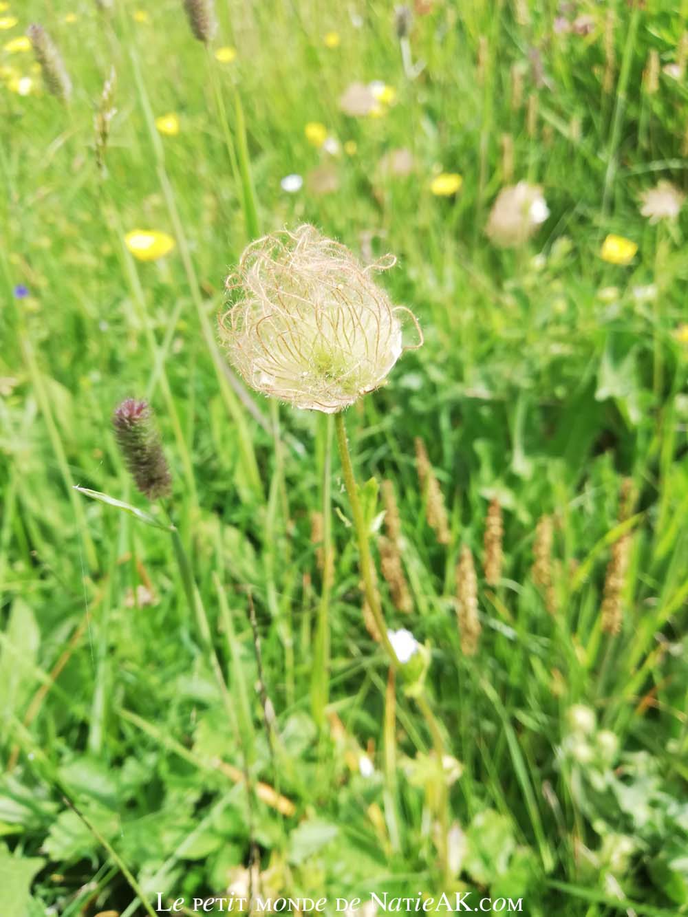 Benoîte des montagnes, Esseillon, Aussois