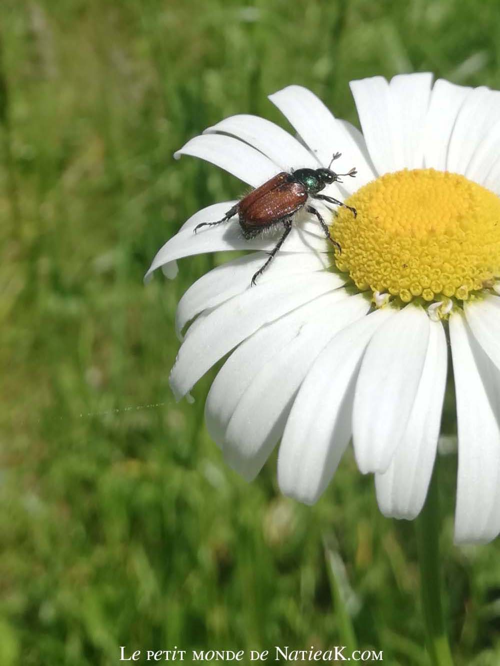 Faune et flore du massif de la Vanoise grande marguerite sardière, Savoie