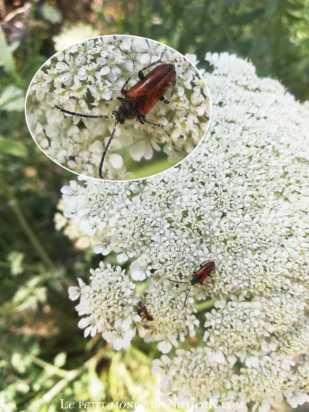 herbes aux cure-dents, Savoie