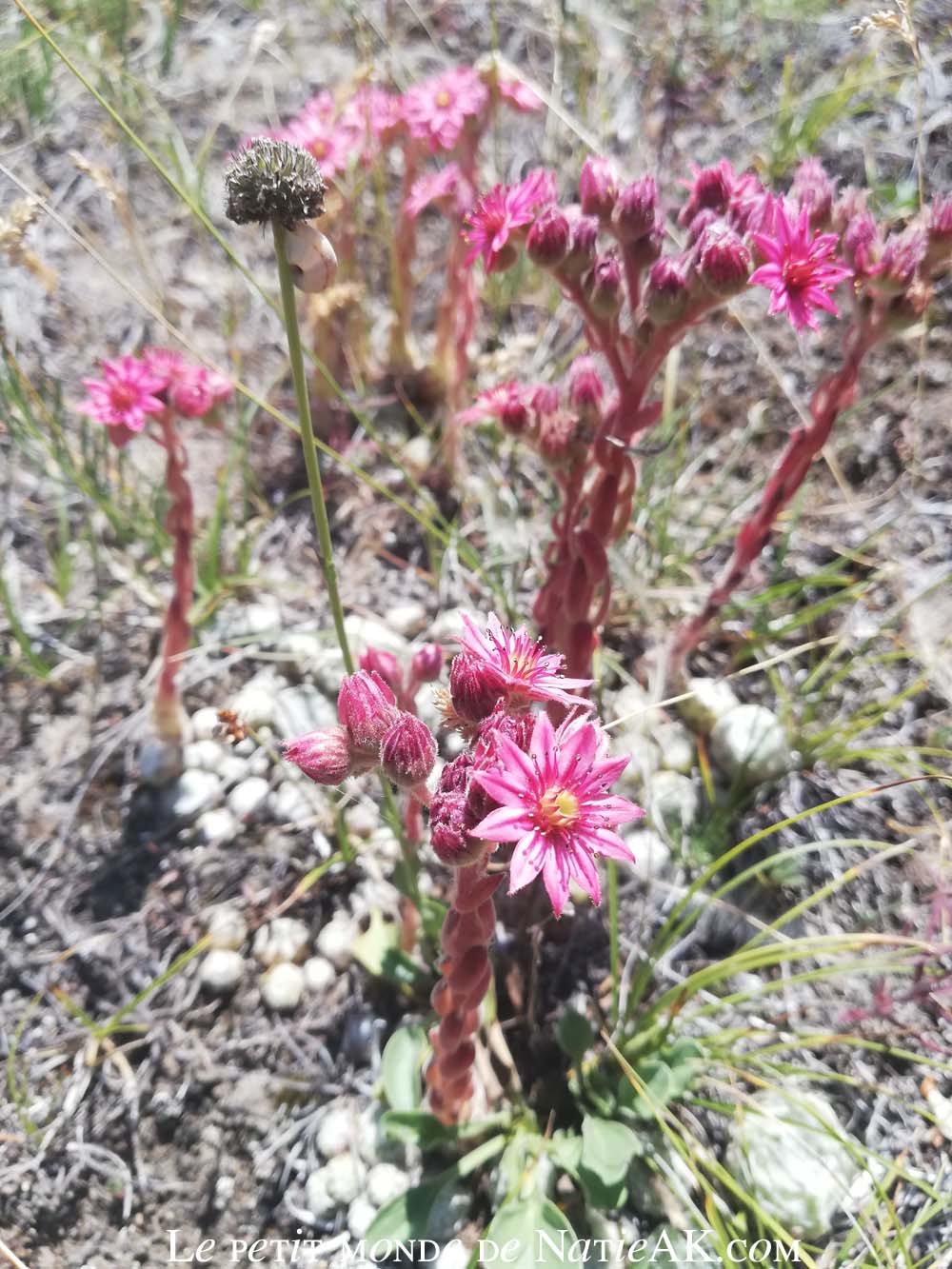 Faune et flore du massif de la Vanoise Joubarbe à toile d'araignée , Esseillon