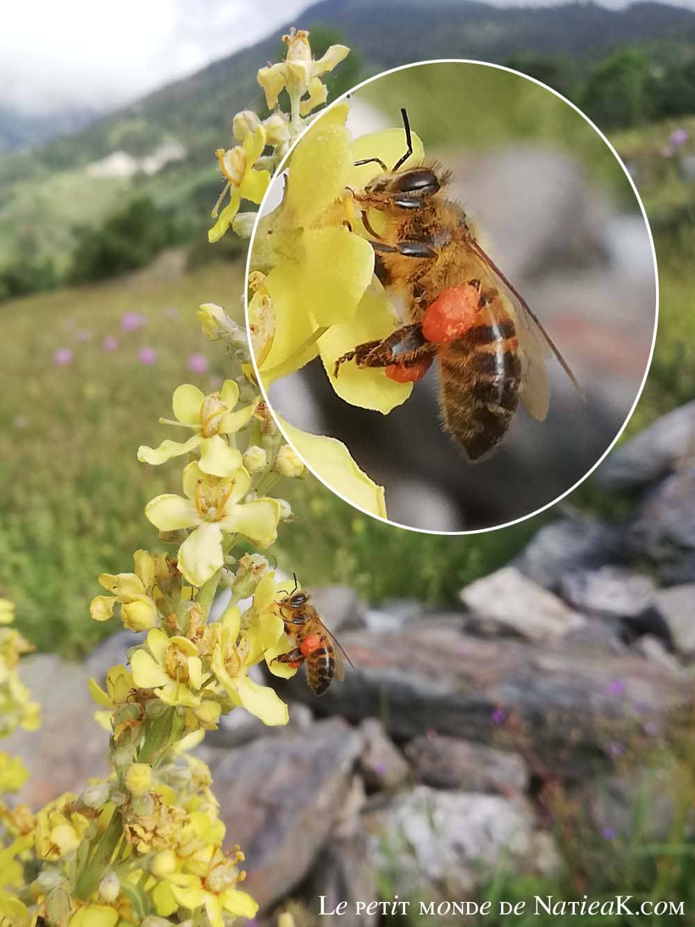 Faune et flore du massif de la Vanoise abeille avec pollen sur un fleur de molène des montagnes